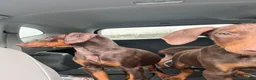 Doberman Pinscher dogs for sale: Nala - Ad 10