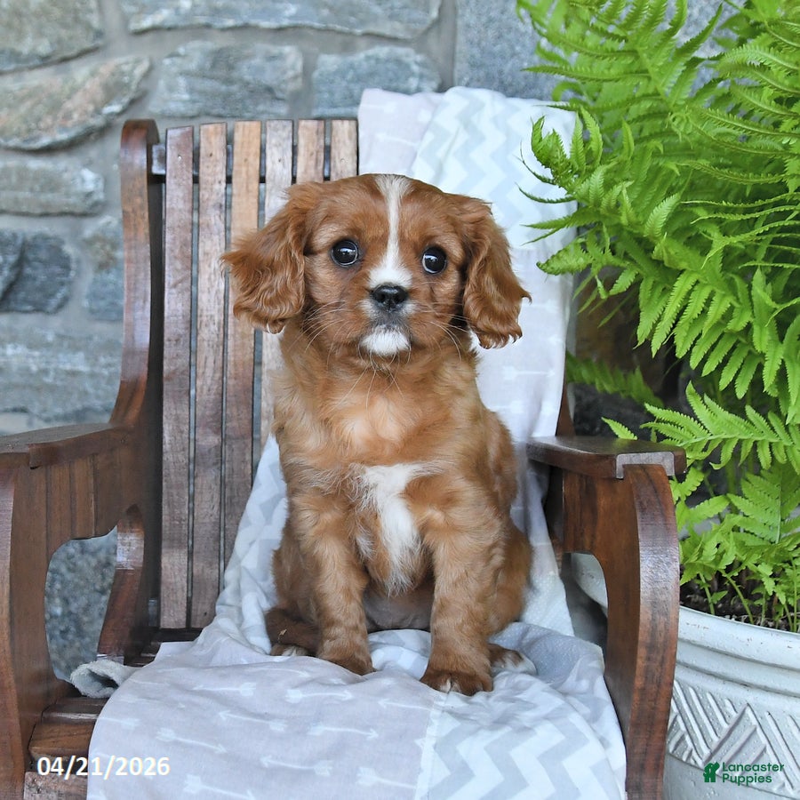 Cavalier King Charles Spaniel dogs Biscuit - Ad 2