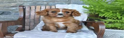 Cavalier King Charles Spaniel dogs for sale: Biscuit - Ad 2