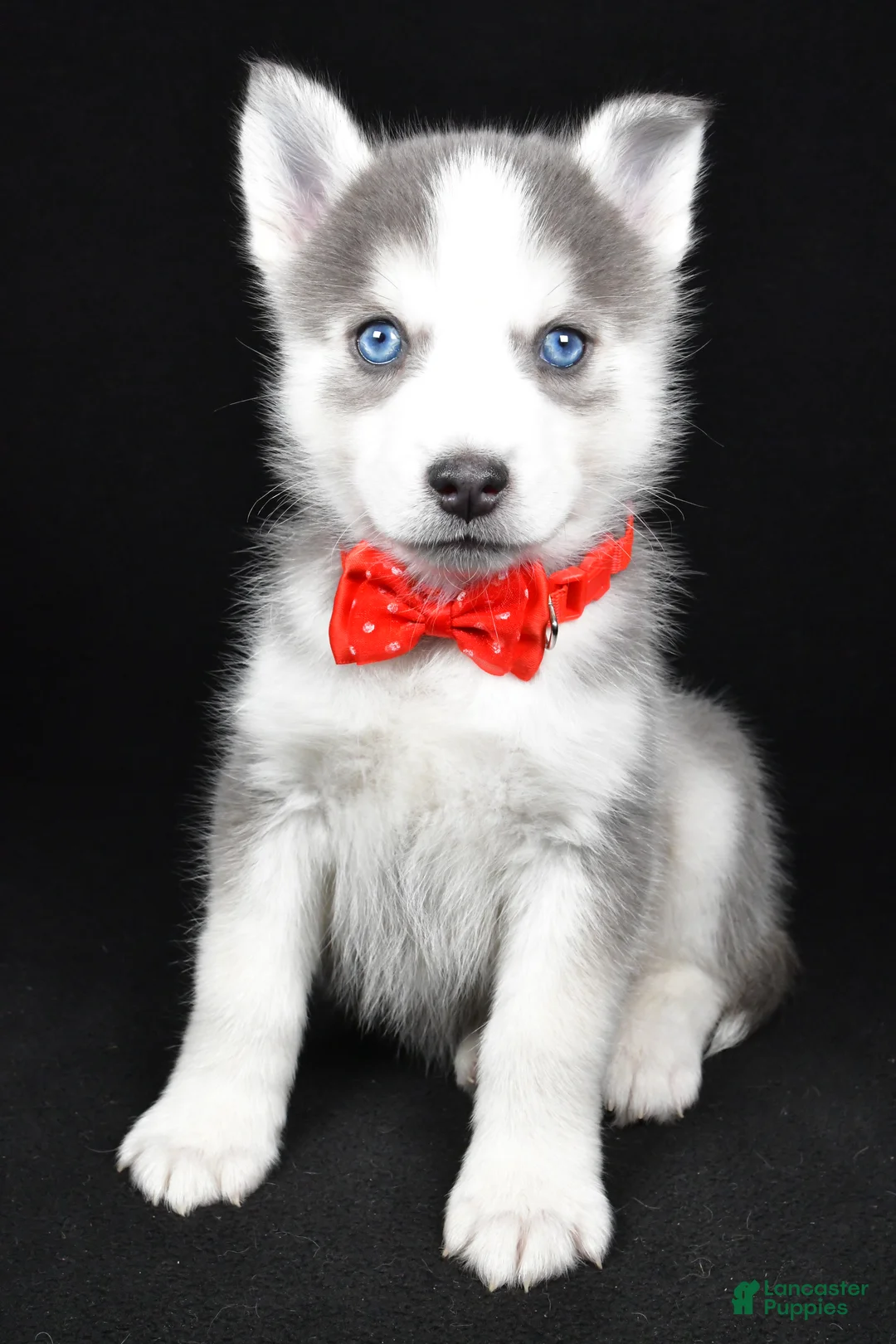 Pomsky dogs for sale: Turbo - Ad 9