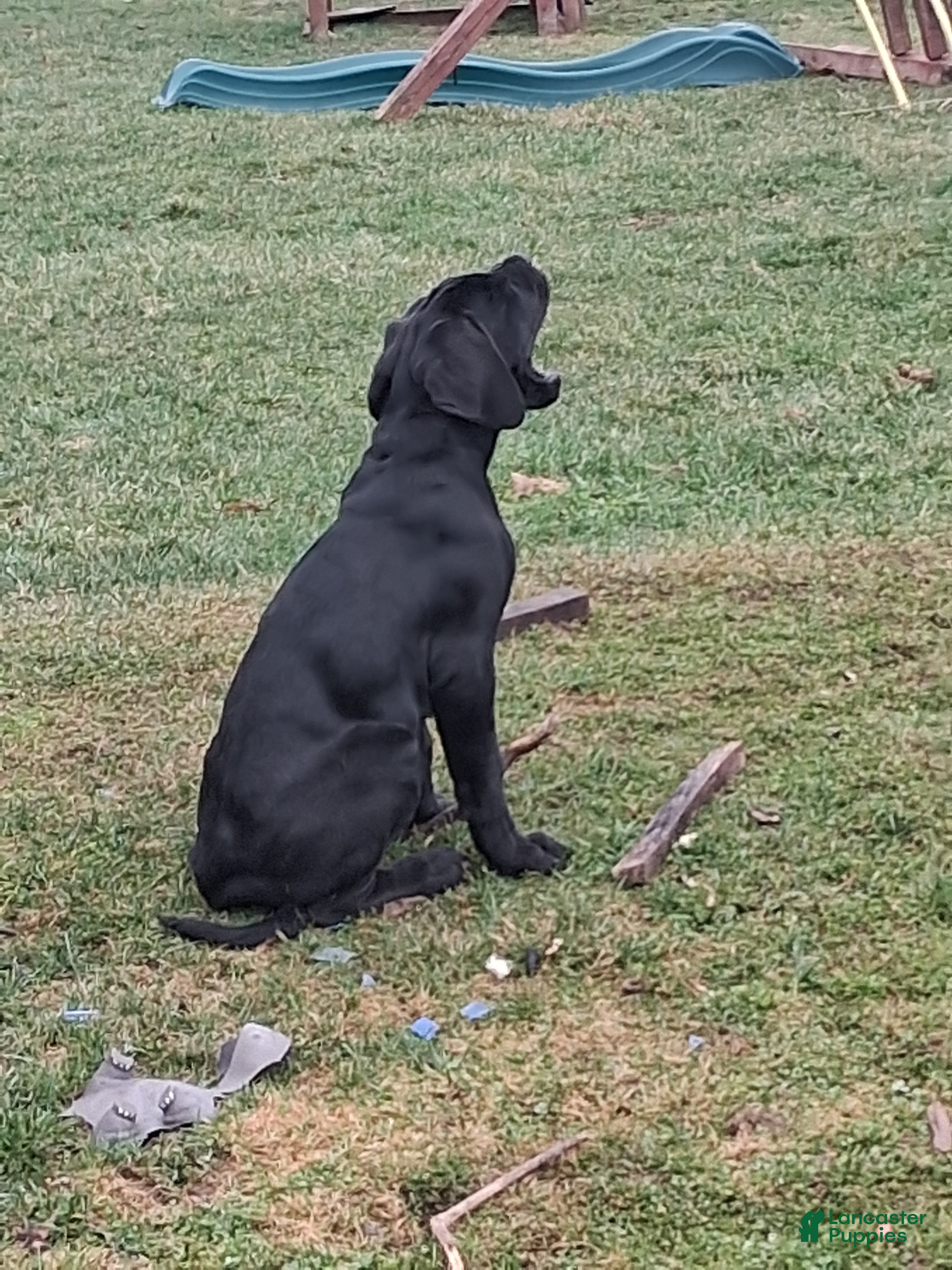 Mixed Breed dogs Mixed Breed Puppy 2tropical - Ad 2