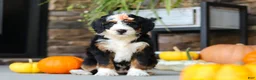 Mini Bernedoodle dogs for sale: Nova🌸 - Ad 4