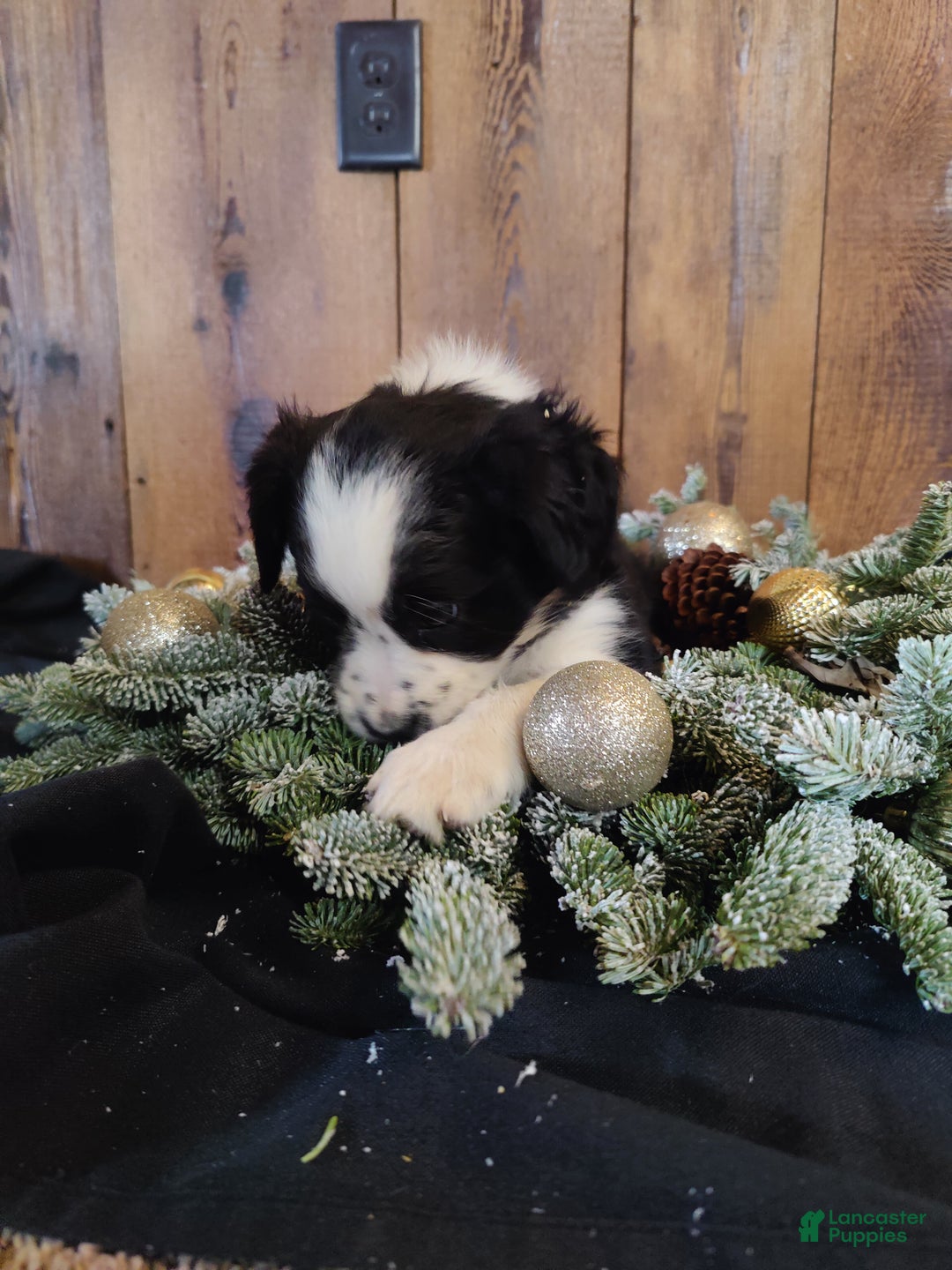 Mixed Breed dogs for sale: Elizabeth  - Ad 5