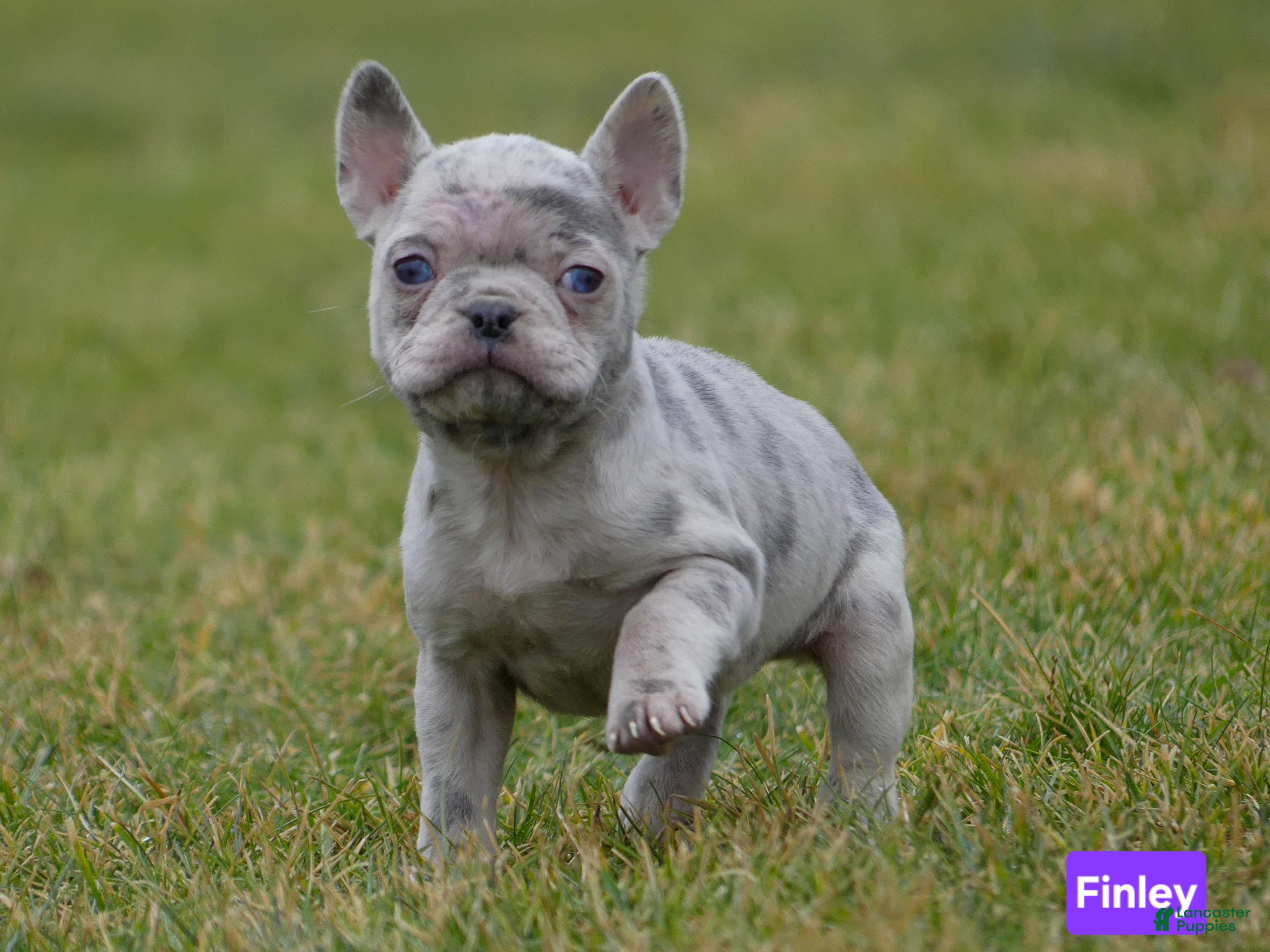 Mixed Breed dogs Finley  - Ad 1