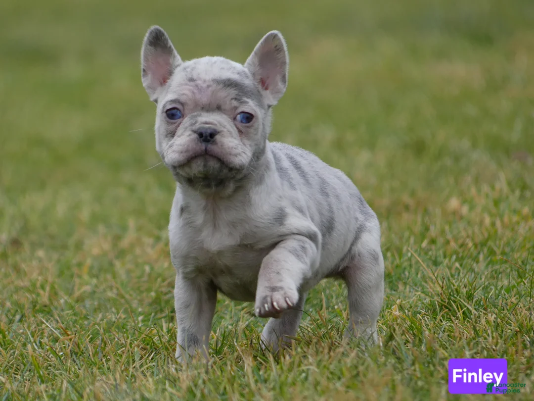 Mixed Breed dogs for sale: Finley  - Ad 1