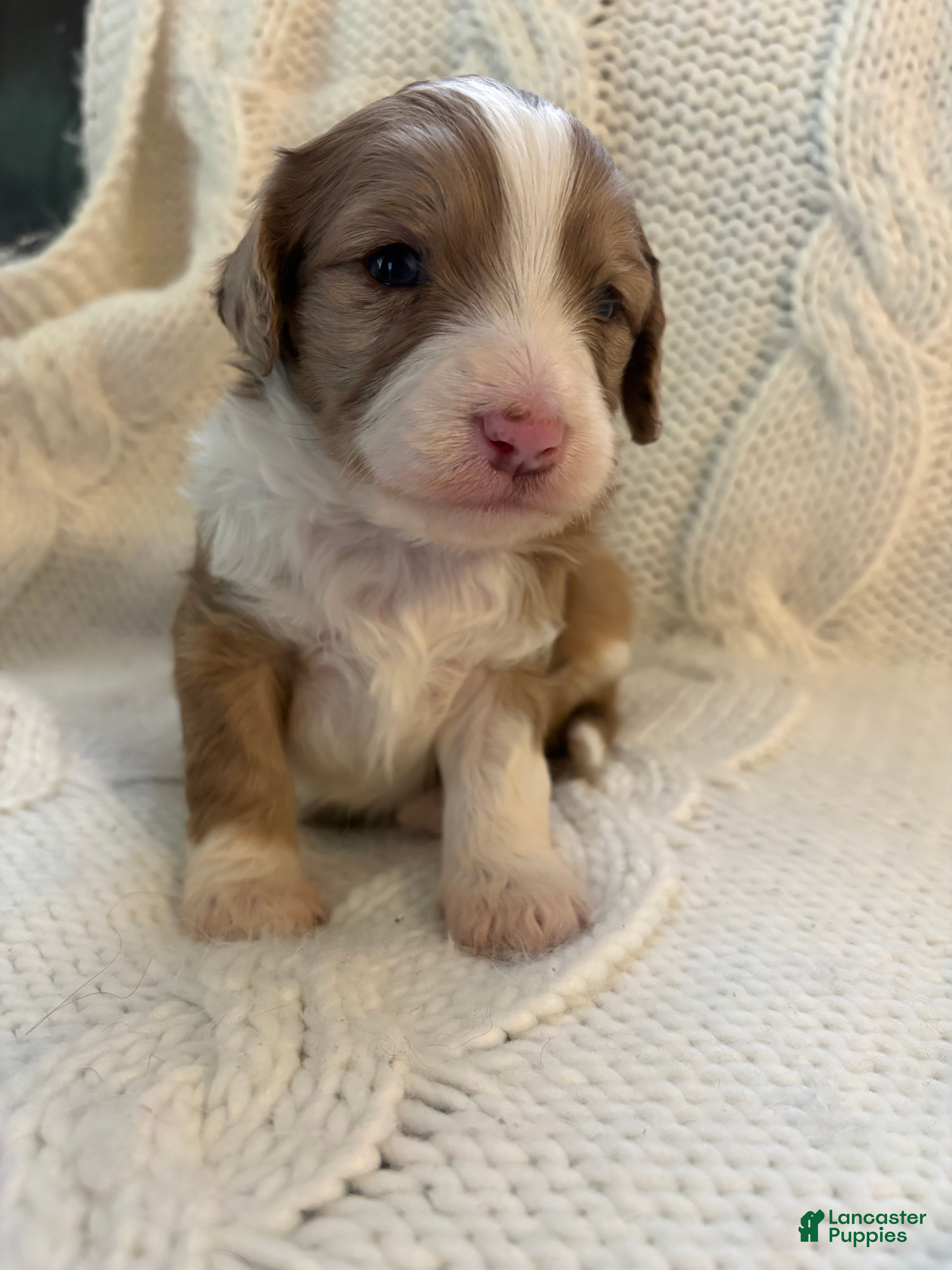 Mini Aussiedoodle dogs Mini Aussiedoodle Puppy 4 - Ad 3