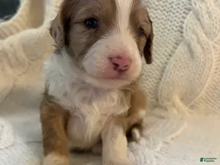 Mini Aussiedoodle dogs Mini Aussiedoodle Puppy 4 - Ad 3