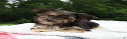 Morkie dogs for sale: Benji - Ad 6