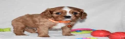 Cavalier King Charles Spaniel dogs for sale: Piper - Ad 1