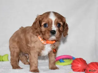 Cavalier King Charles Spaniel dogs Piper - Ad 36