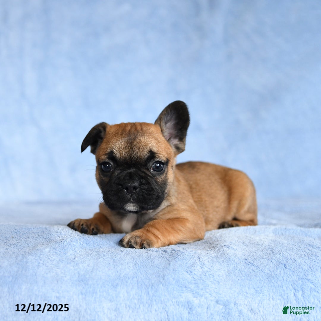 French Bulldog dogs for sale: YaRay - Ad 2