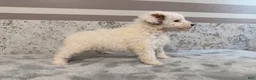 Mini Goldendoodle dogs for sale: Donna - Ad 2