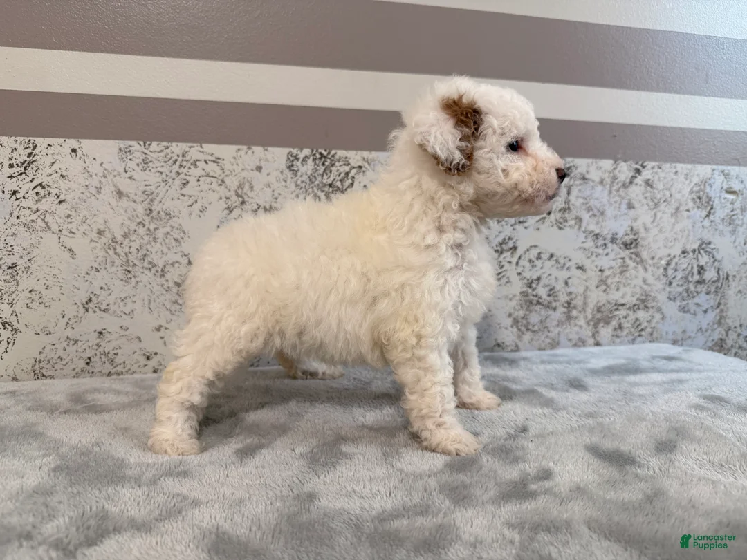 Mini Goldendoodle dogs for sale: Donna - Ad 2