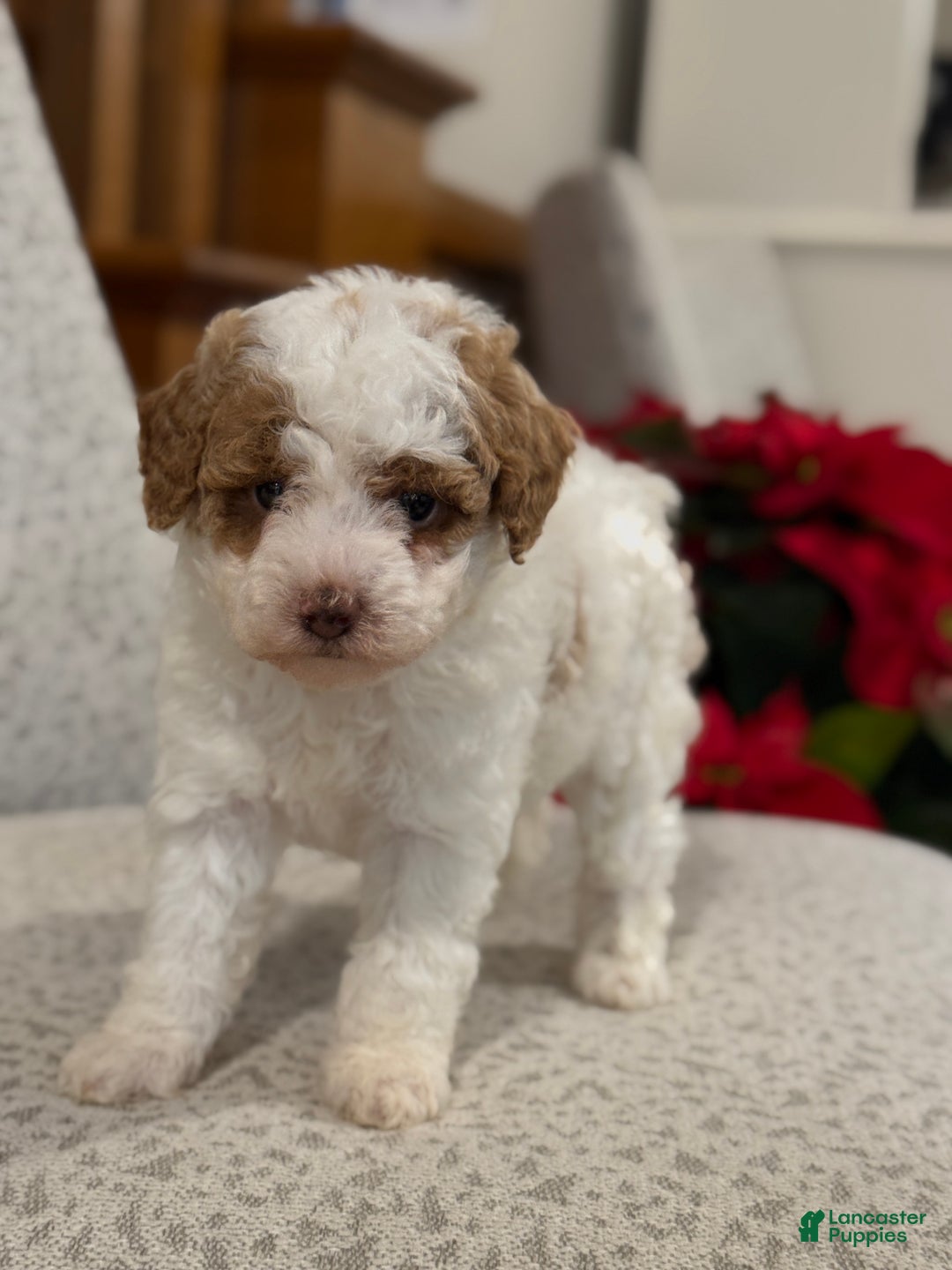 Miniature Poodle dogs for sale: Josie  - Ad 2