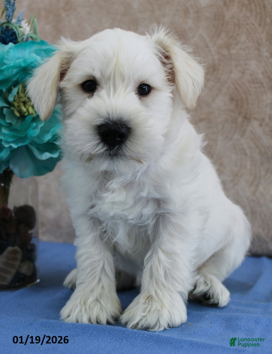 Miniature Schnauzer dogs for sale: Quigley - Ad 1