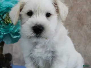 Miniature Schnauzer dogs Quigley - Ad 16