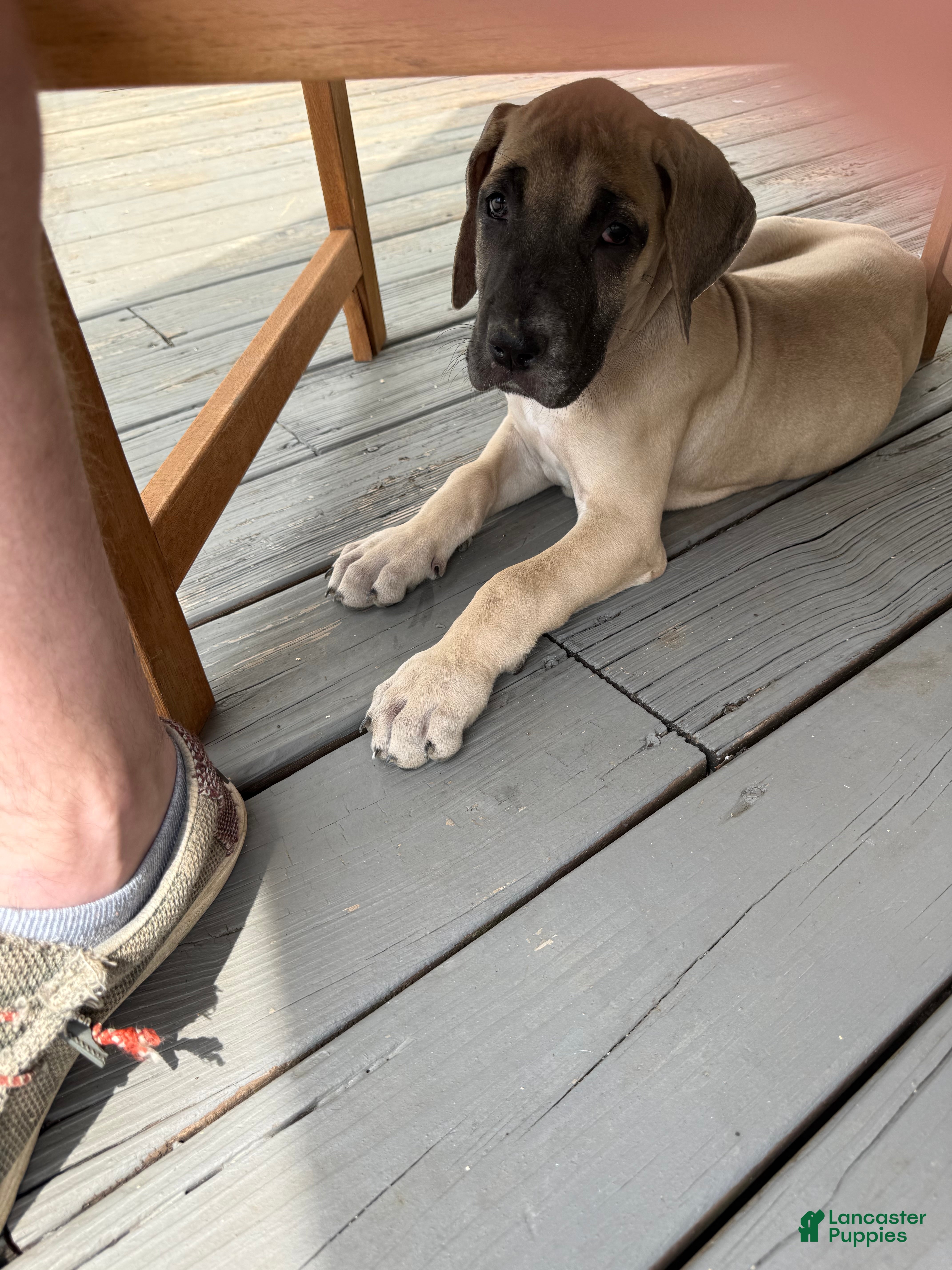 Great Dane dogs Ditalini (Purple) - Ad 2