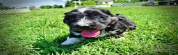Havapoo dogs for sale: Taz - Ad 15