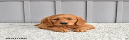 Golden Retriever dogs for sale: Jordan - Ad 3