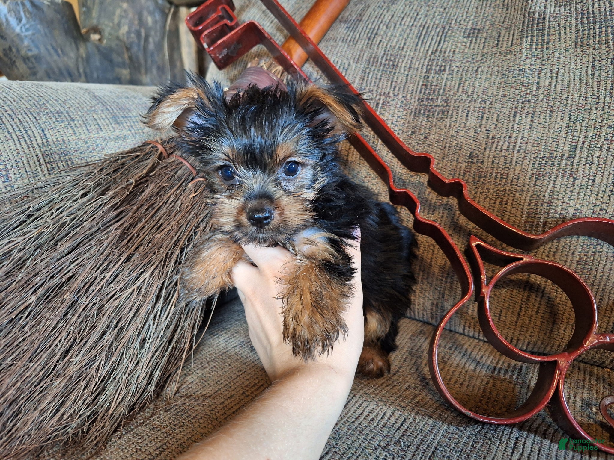 Yorkshire Terrier dogs Angus - Ad 2