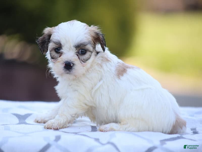 Mixed Breed dogs Daisy - Ad 10