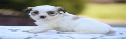 Mixed Breed dogs for sale: Daisy - Ad 1