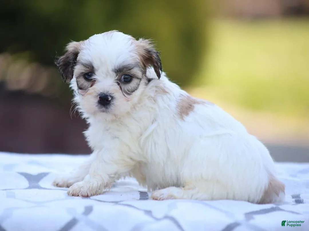 Mixed Breed dogs for sale: Daisy - Ad 1