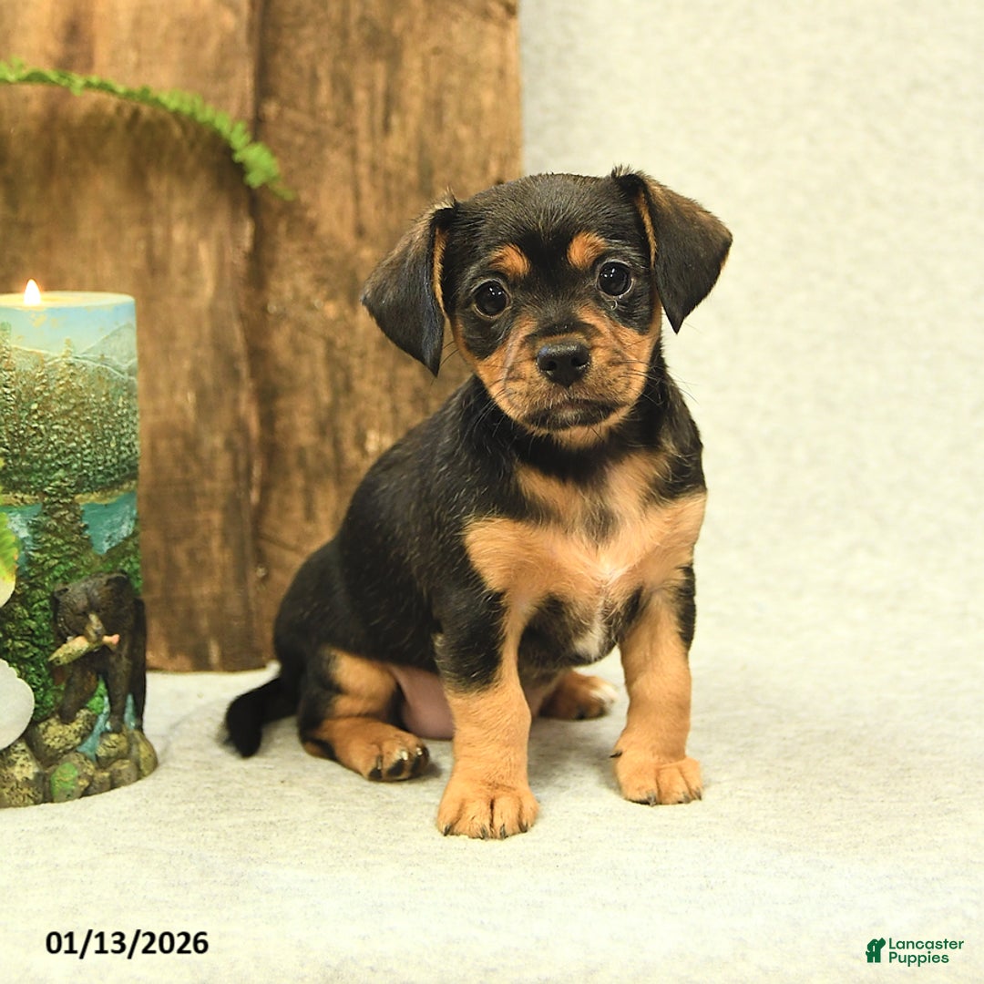 Mixed Breed dogs for sale: Lacey - Ad 1