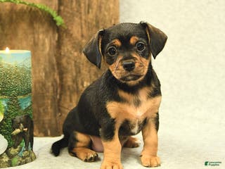 Mixed Breed dogs Lacey - Ad 36