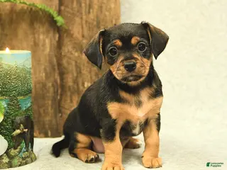 Mixed Breed dogs Lacey - Ad 41