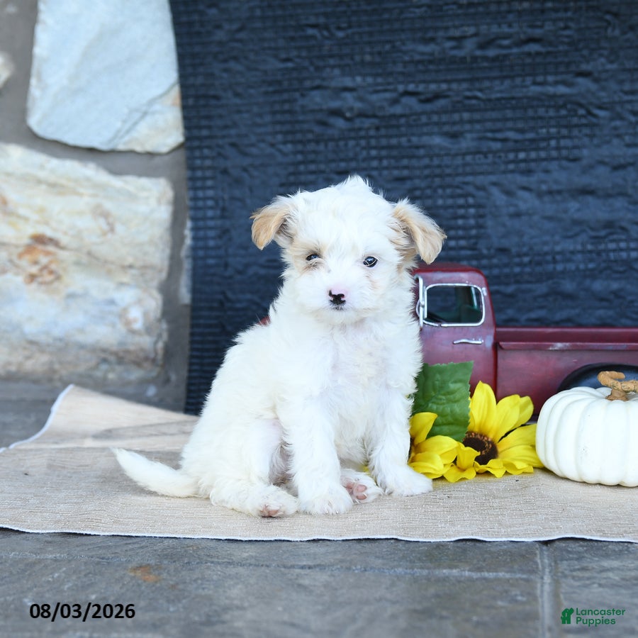 Maltipoo dogs for sale: Dixie - Ad 4