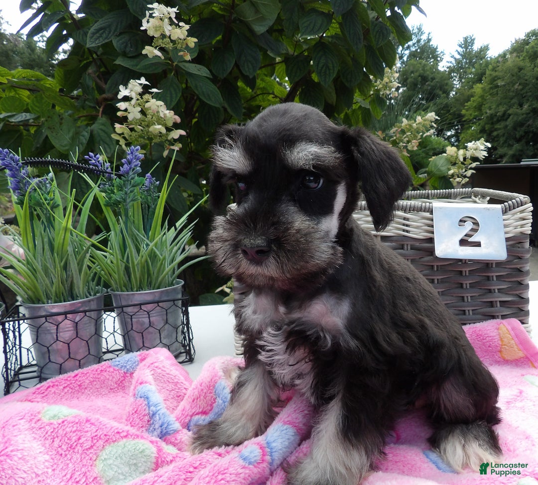 Miniature Schnauzer dogs for sale: Miniature Schnauzer Puppy 5 Curt - Ad 10