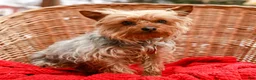 Yorkshire Terrier dogs for sale: Mack - Ad 9