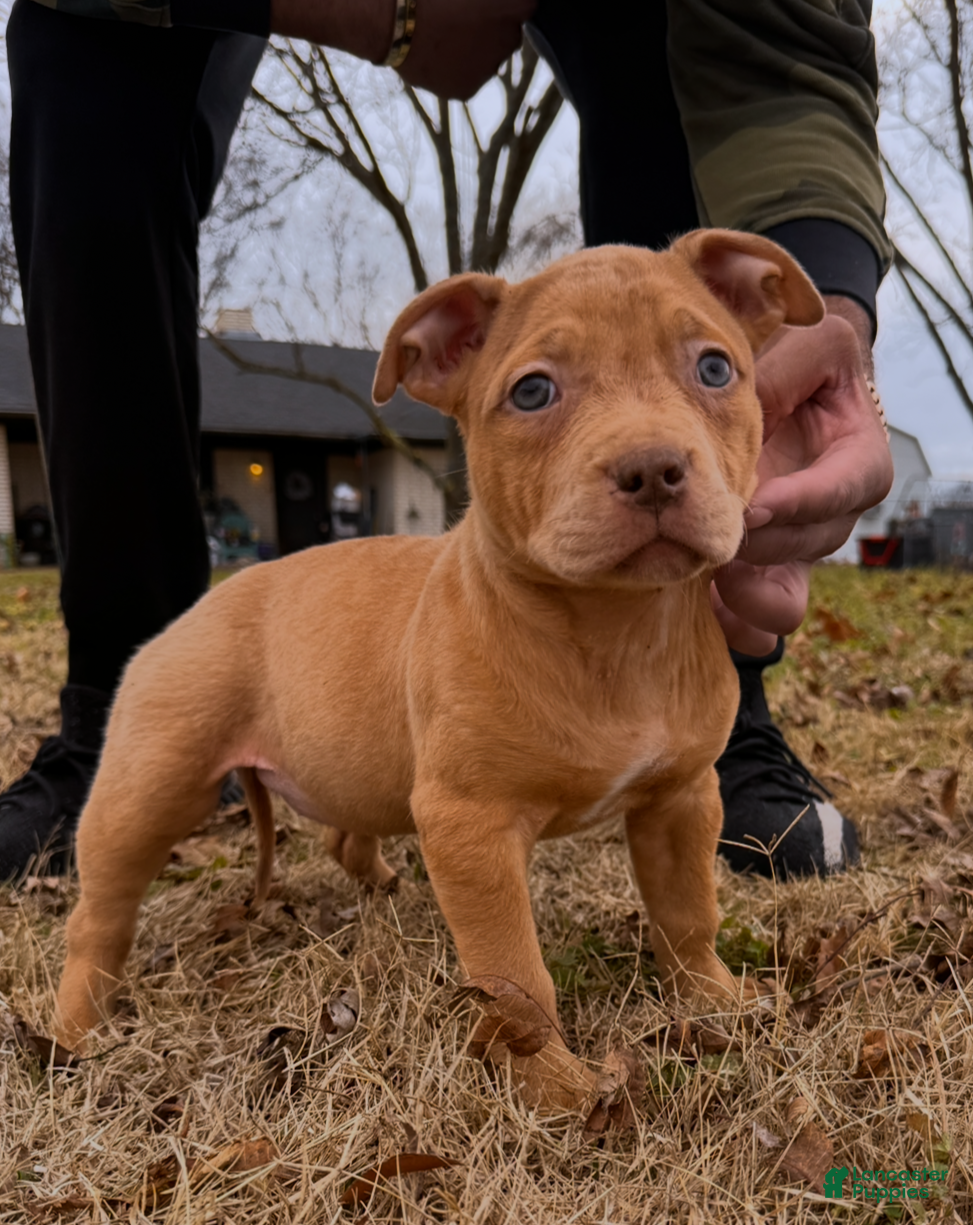 American Bully dogs Nat - Ad 18