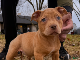 American Bully dogs Nat - Ad 18