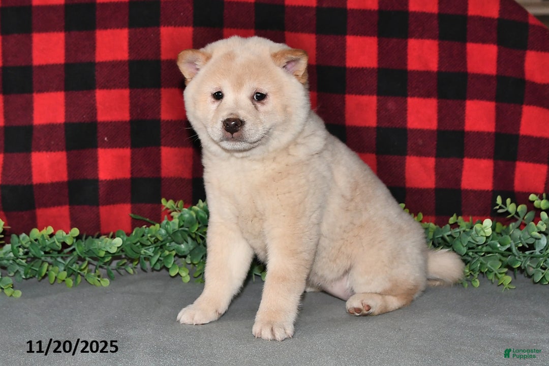 Shiba Inu dogs for sale: Sheila - Ad 1