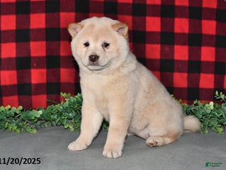 Shiba Inu dogs Sheila - Ad 29