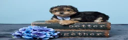 Yochon dogs for sale: Lance - Ad 1