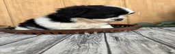 Teddy Bear dogs for sale: Lucas - Ad 6