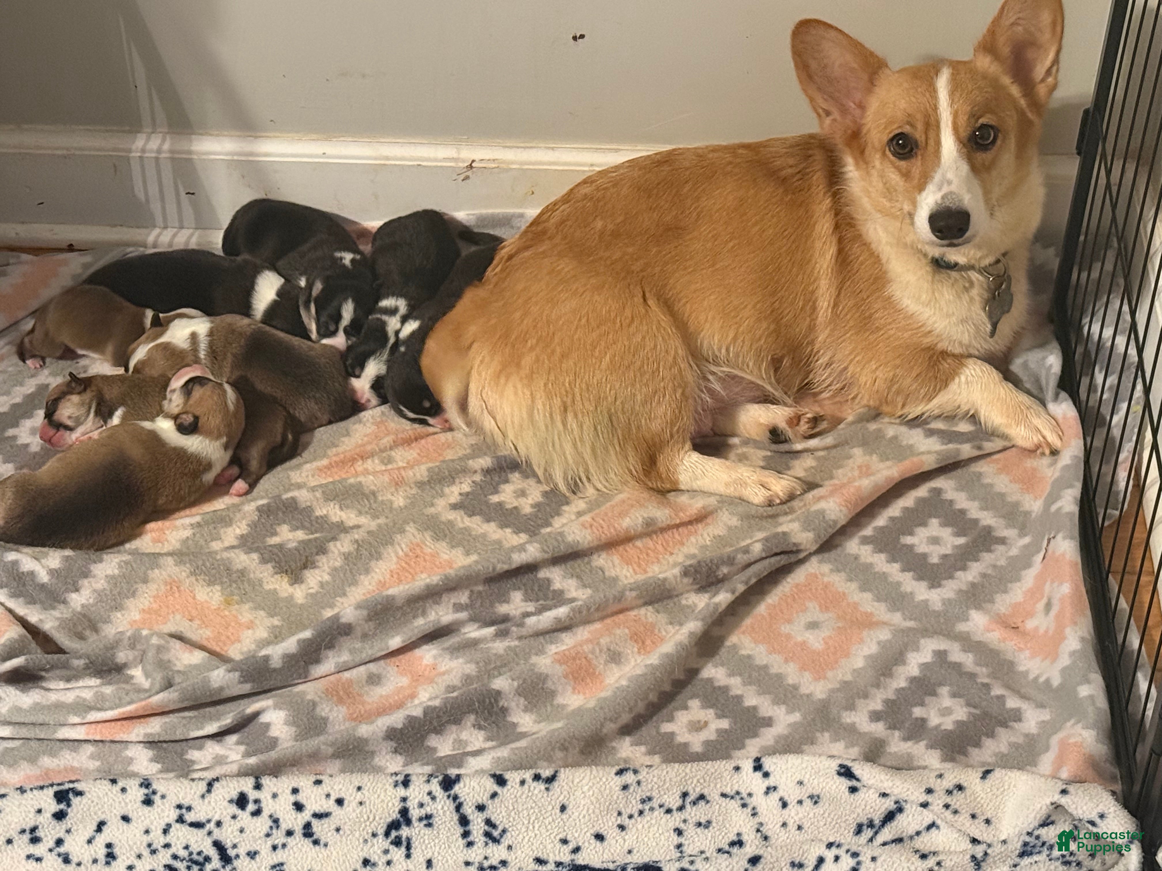 Welsh Corgi Pembroke dogs Welsh Corgi Pembroke Puppy 1 - Ad 15