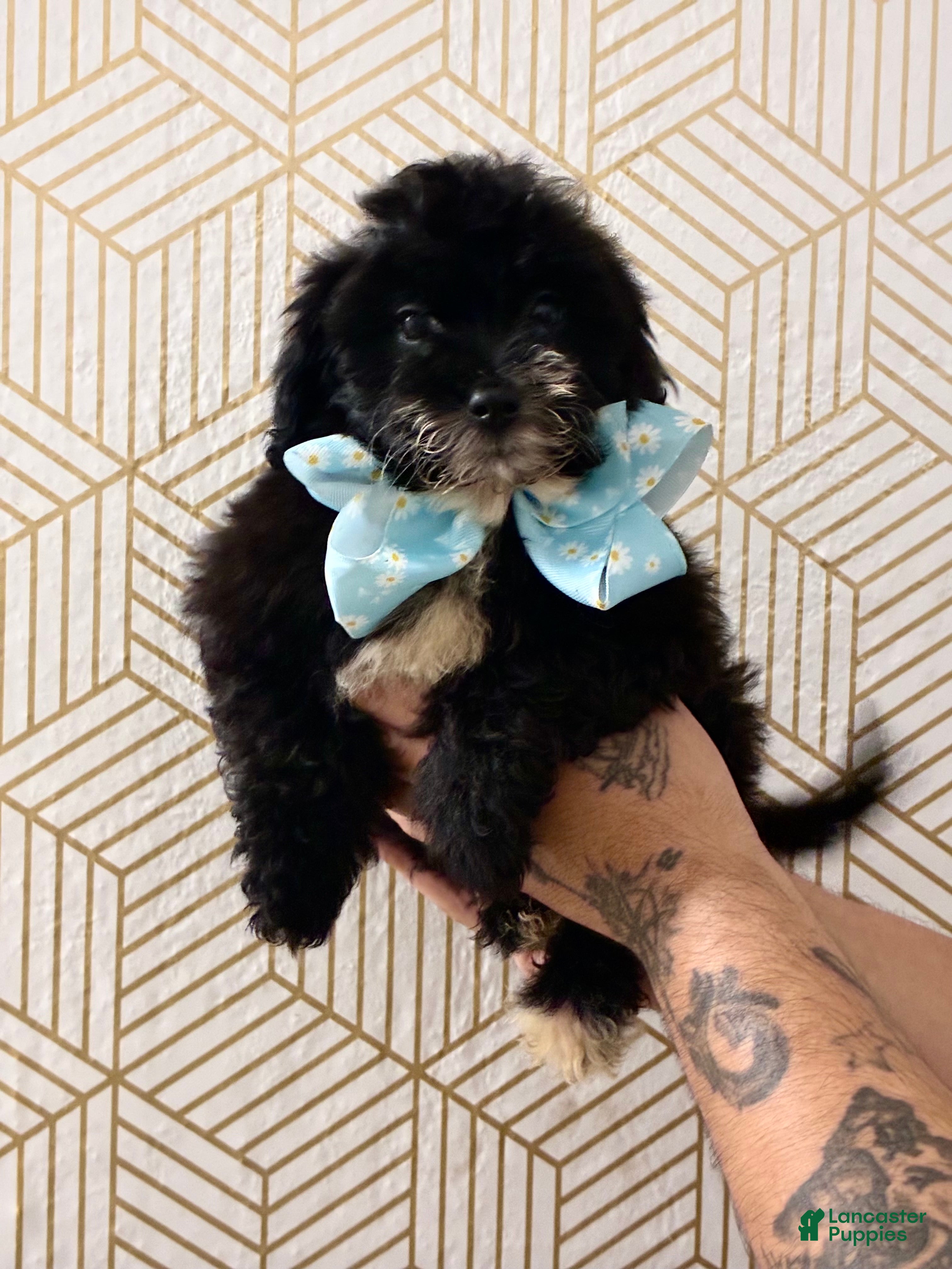 Mini Aussiedoodle dogs Ash - Ad 7