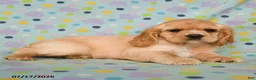 English Cocker Spaniel dogs for sale: Laura - Ad 2