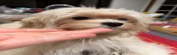 Maltipoo dogs for sale: Mars - Ad 4