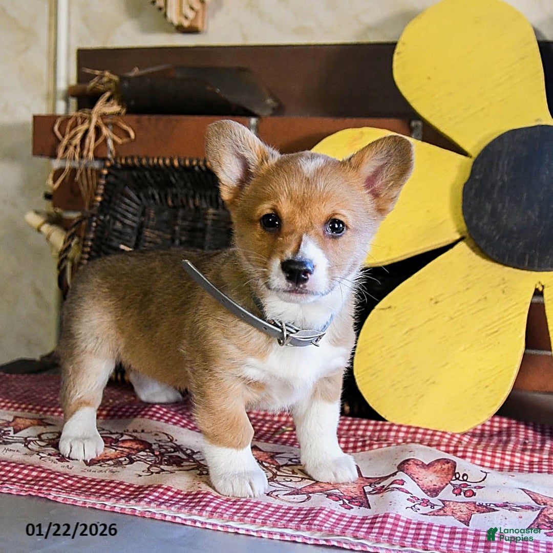 Welsh Corgi Pembroke dogs for sale: Daisy - Ad 3