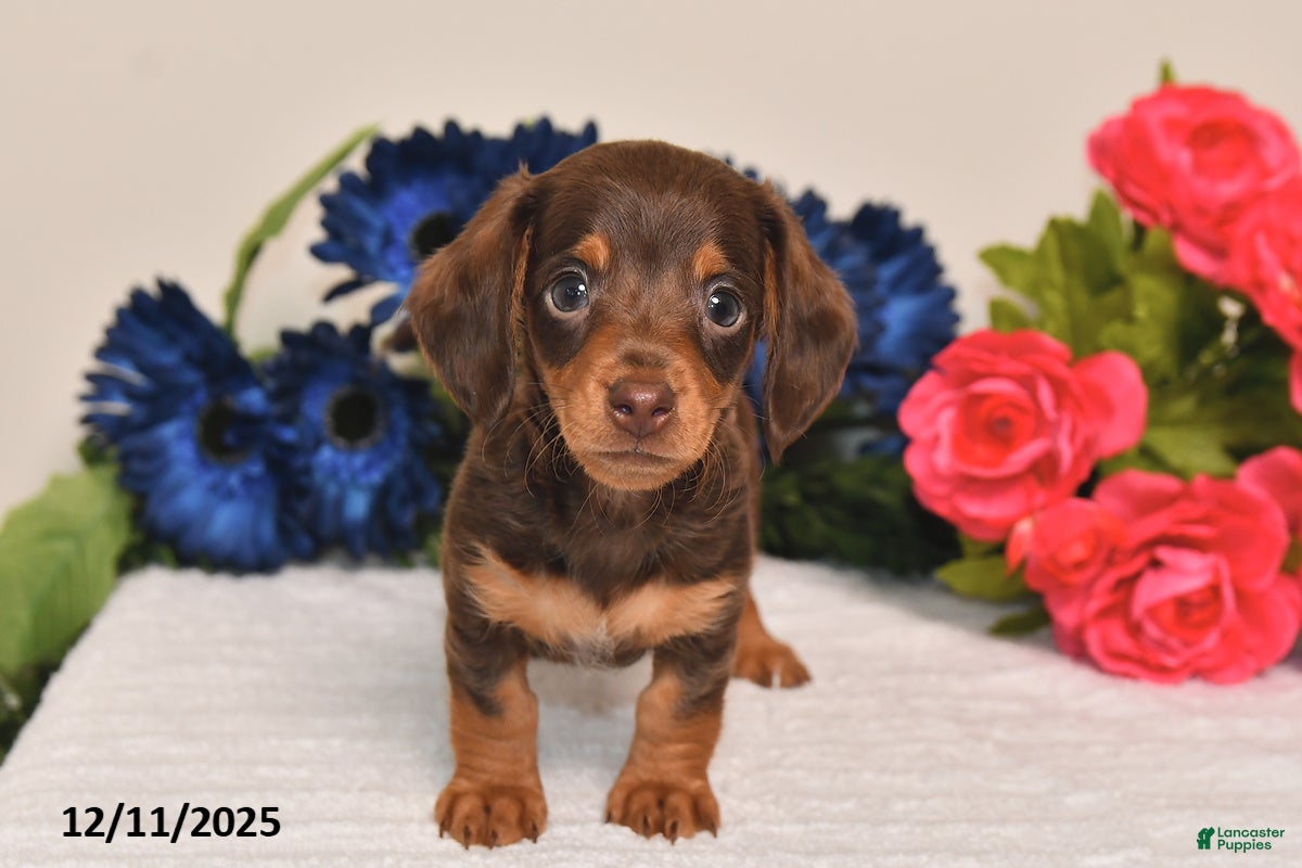 Miniature Dachshund dogs Ollie - Ad 24