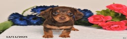 Miniature Dachshund dogs for sale: Ollie - Ad 1
