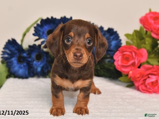 Miniature Dachshund dogs for sale: Ollie - Ad 2