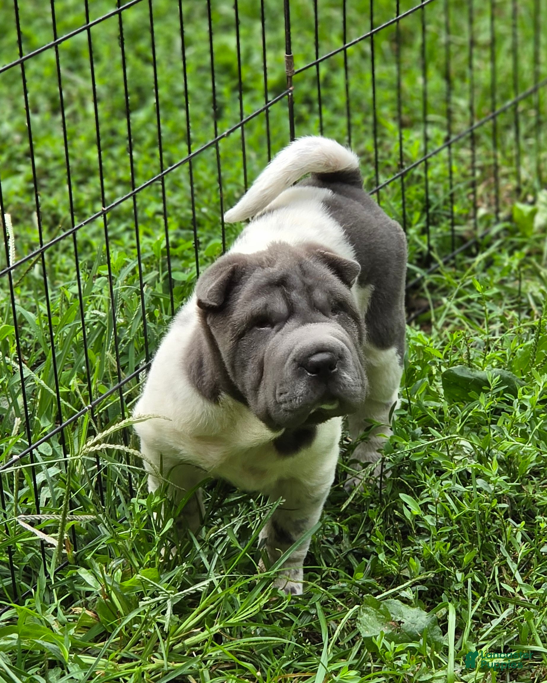 Shar Pei dogs Tina blue flower brush coat mini - Ad 1