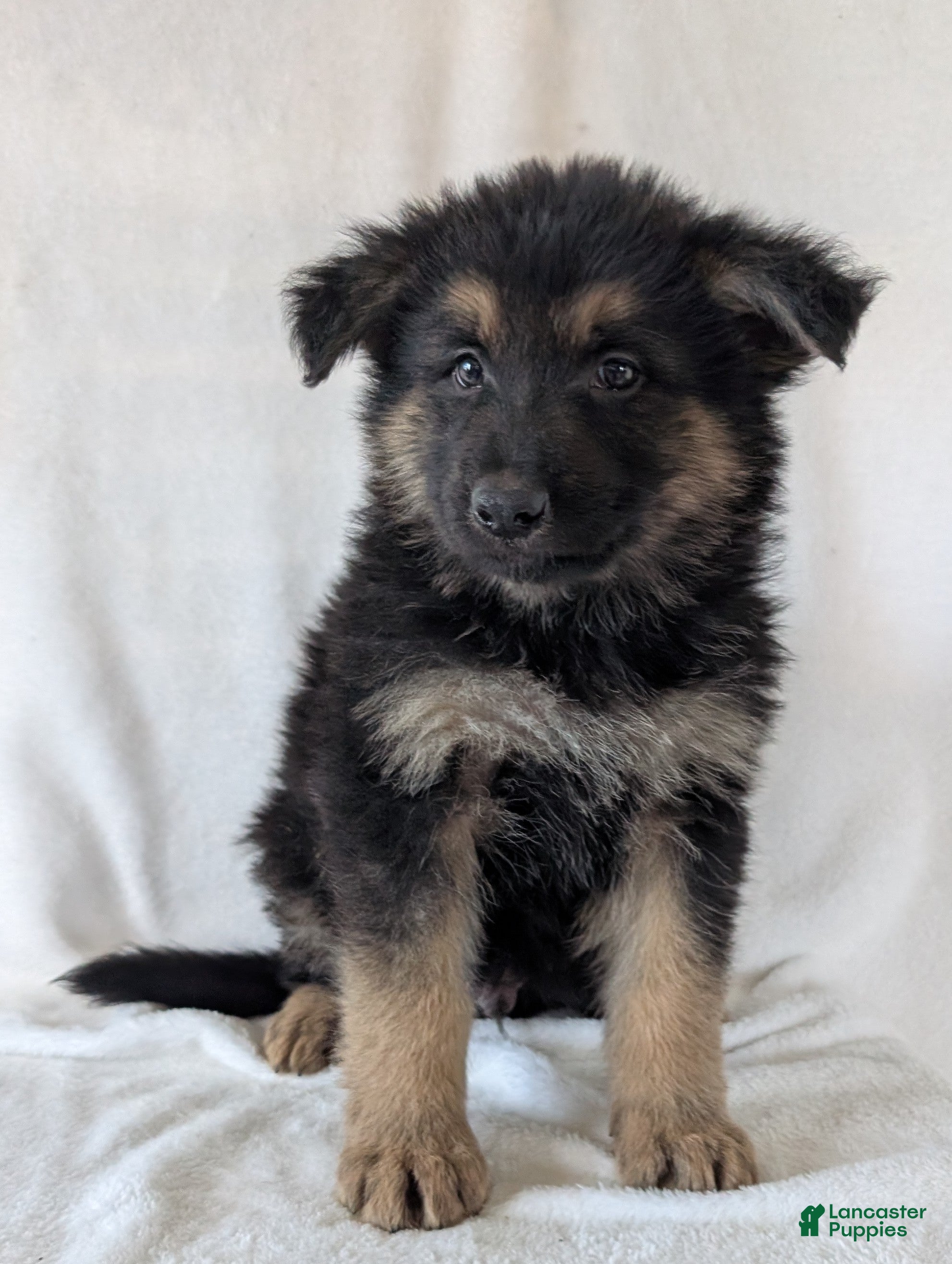 German Shepherd dogs Ridge  - Ad 1