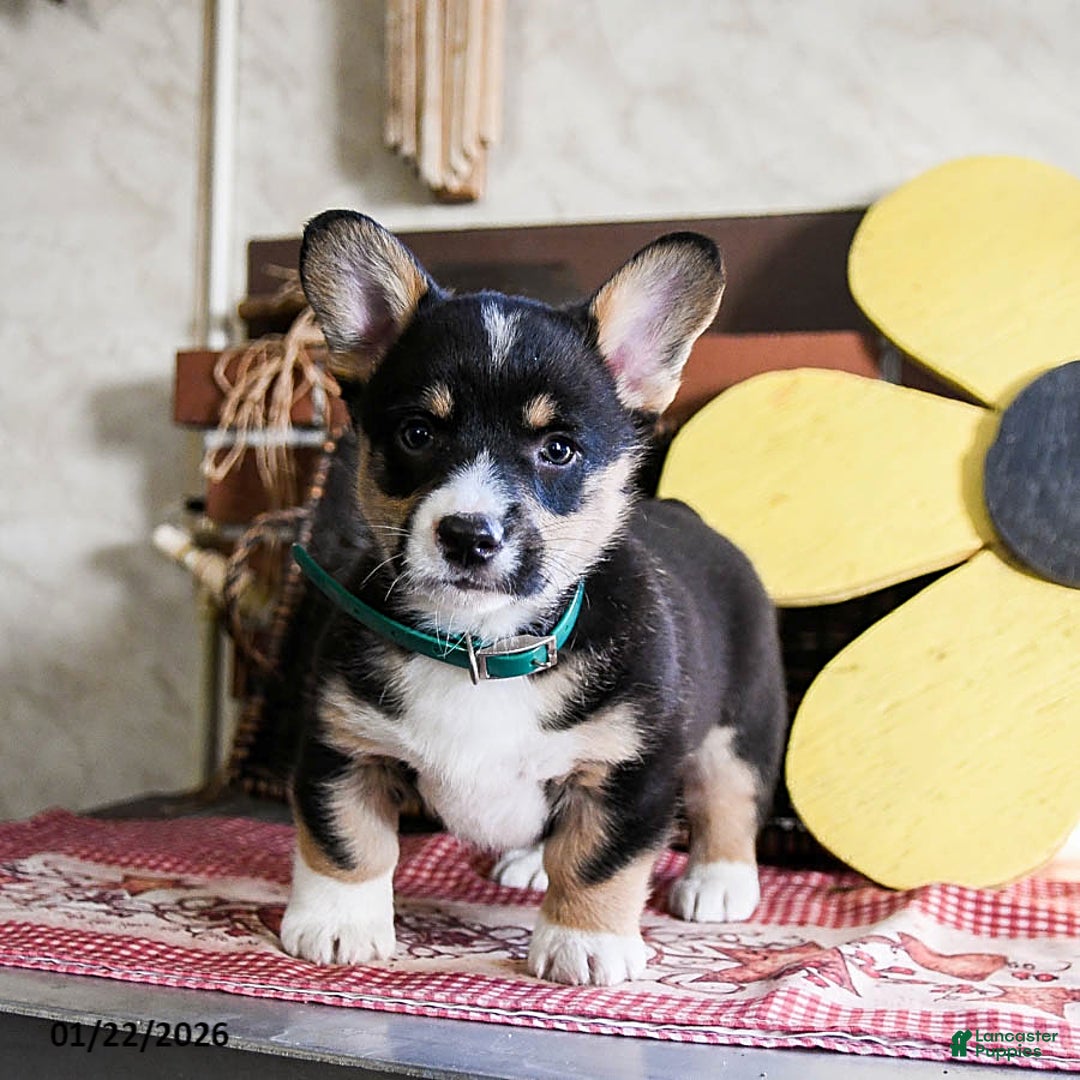 Welsh Corgi Pembroke dogs for sale: Dodger - Ad 4